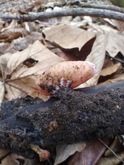 Sarcoscypha austriaca