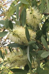 Callistemon