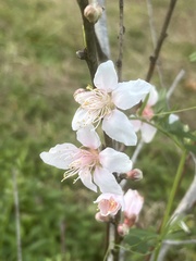 Prunus persica