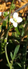 Cardamine lilacina