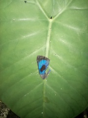 Parrhasius polibetes