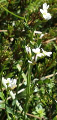 Cardamine lilacina