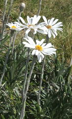 Celmisia pugioniformis