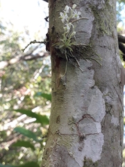 Phymatidium hysteranthum