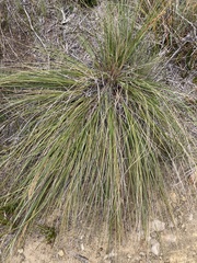 Austrostipa stipoides