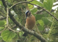 Pipraeidea melanonota