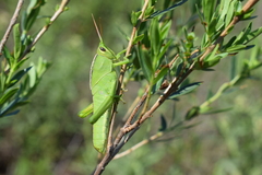 Staleochlora viridicata