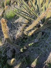 Bergerocactus emoryi