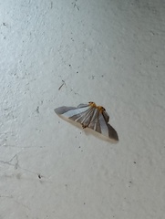 Opisthoxia miletia
