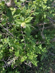 Varronia bullata