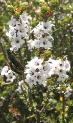 Epacris gunnii