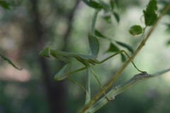 Stagmatoptera hyaloptera