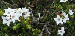 Epacris celata