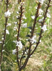 Epacris gunnii