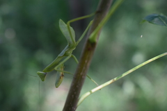 Stagmatoptera hyaloptera
