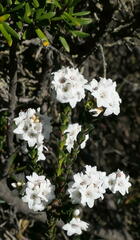 Epacris rhombifolia