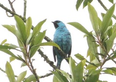Dacnis nigripes
