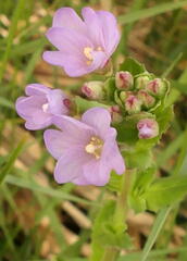 Epilobium gunnianum