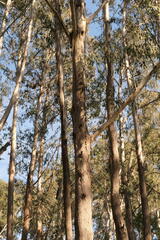 Eucalyptus delegatensis