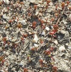 Sedum cespitosum
