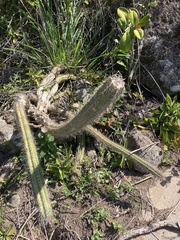 Pilosocereus