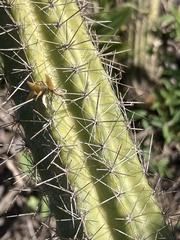 Pilosocereus