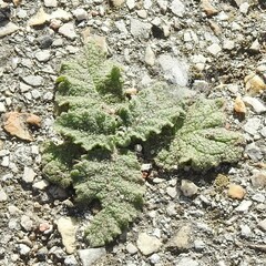 Salvia aethiopis