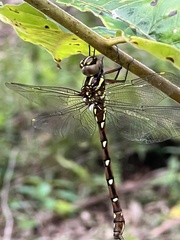 Austroaeschna pulchra