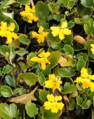 Goodenia hederacea alpestris