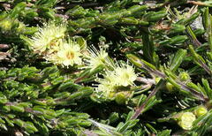 Kunzea muelleri