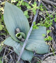 Ophrys sphegodes