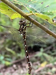 Austroaeschna pulchra