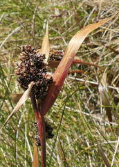 Luzula modesta
