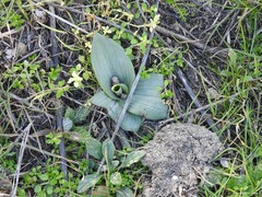 Ophrys sphegodes