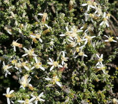 Olearia algida