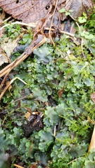 Pellia neesiana