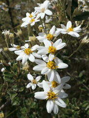 Olearia phlogopappa serrata