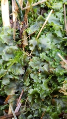 Pellia neesiana