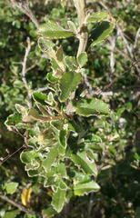 Olearia phlogopappa serrata