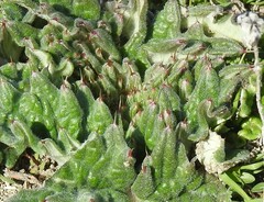 Cynara tournefortii