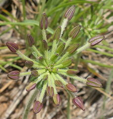 Chaerophyllum eriopodum