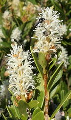 Orites lancifolius