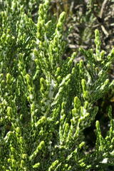 Ozothamnus cupressoides