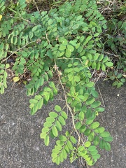 Indigofera tinctoria