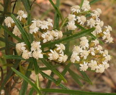 Ozothamnus thyrsoideus