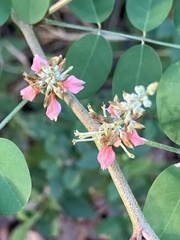 Indigofera tinctoria