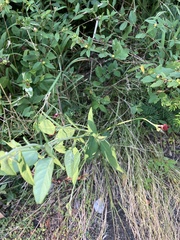 Macroptilium lathyroides