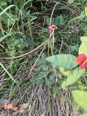 Macroptilium lathyroides