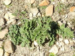 Cynara tournefortii