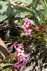 Pimelea alpina
